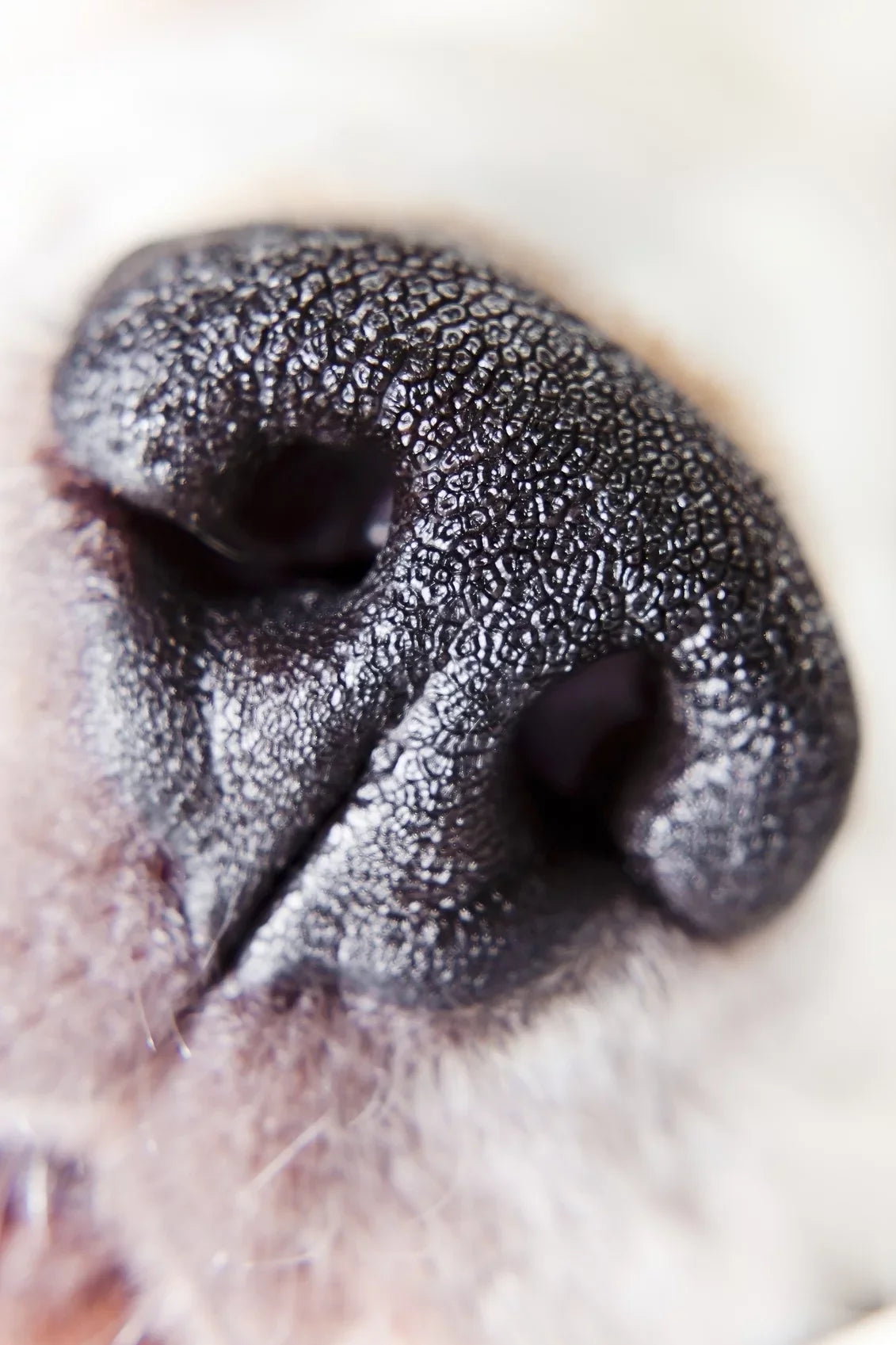 Element Definition Lens A6000 (67mm) 2 Close-Up High Alpha Sony (Macro) 10x
