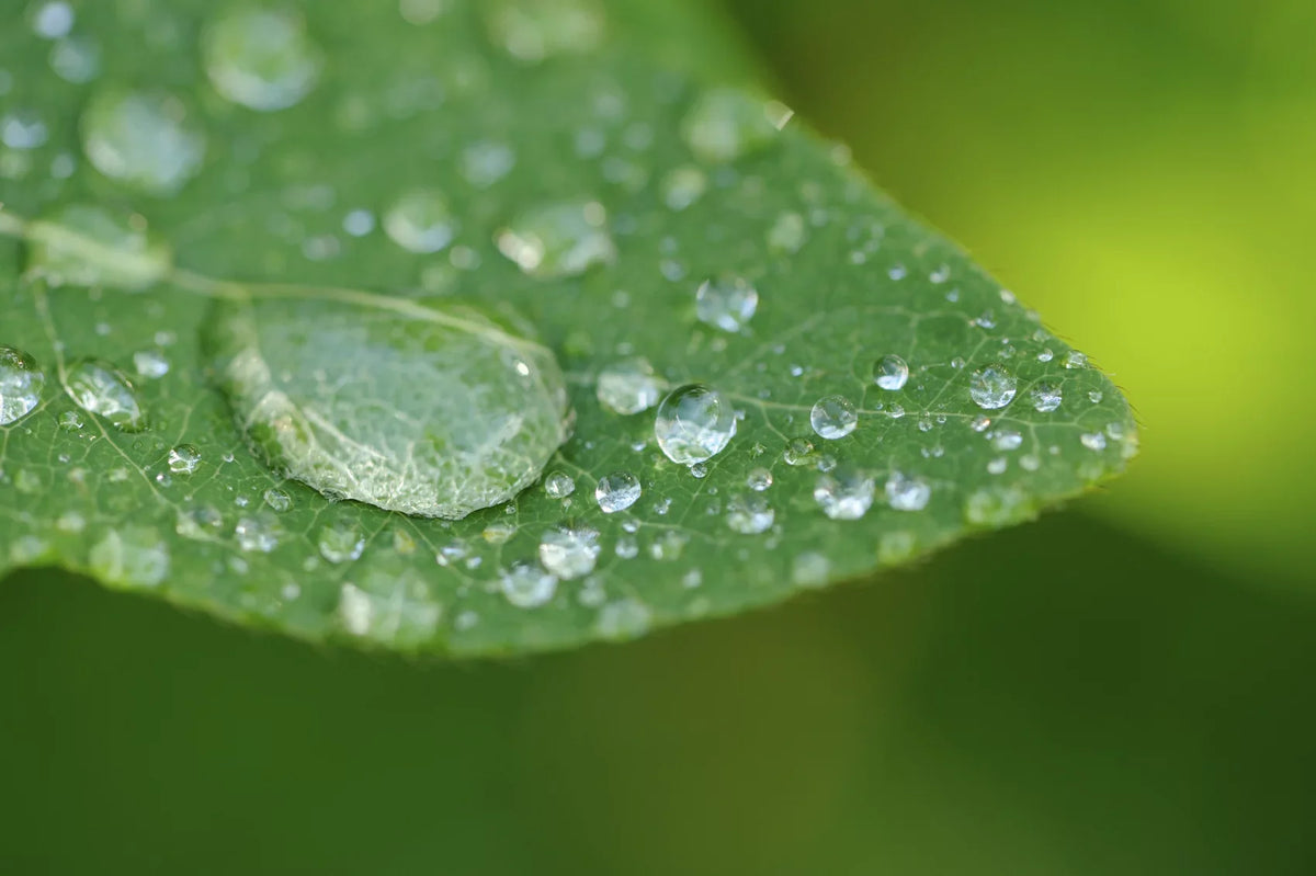 Element Definition Lens A6000 (67mm) 2 Close-Up High Alpha Sony (Macro) 10x